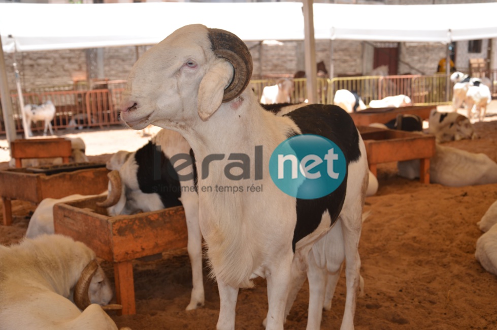 PHOTOS - A la découverte de la bergerie Khadim Rassoul, spécialiste du mouton "Ladoum"