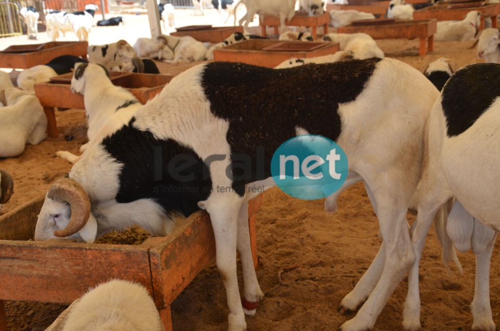 PHOTOS - A la découverte de la bergerie Khadim Rassoul, spécialiste du mouton "Ladoum"