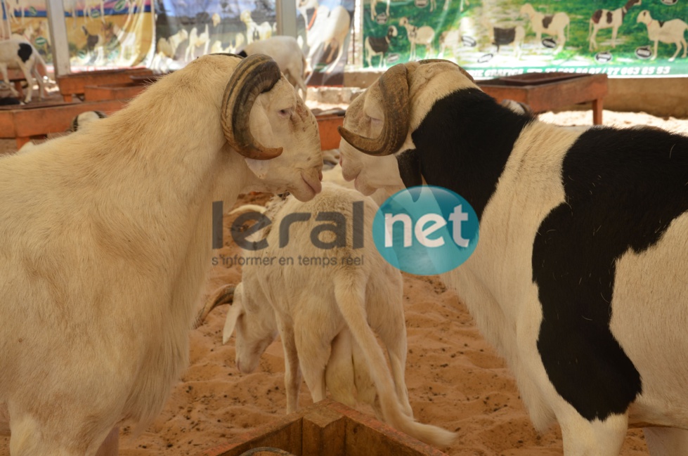 PHOTOS - A la découverte de la bergerie Khadim Rassoul, spécialiste du mouton "Ladoum"