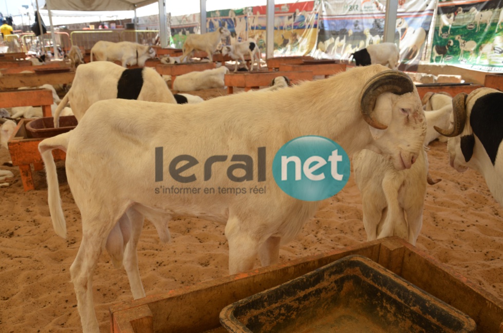 PHOTOS - A la découverte de la bergerie Khadim Rassoul, spécialiste du mouton "Ladoum"