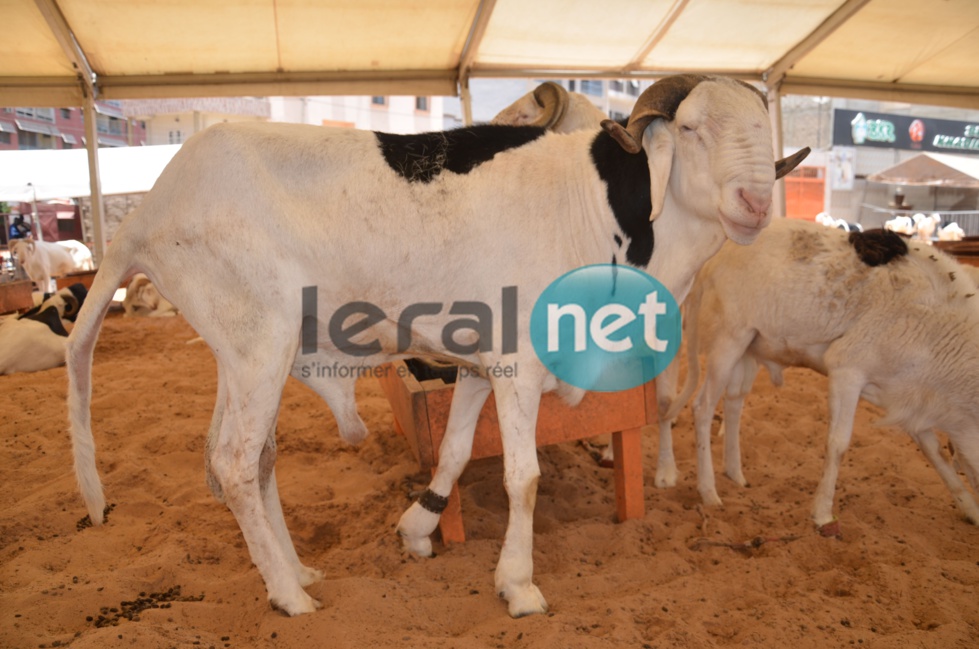 PHOTOS - A la découverte de la bergerie Khadim Rassoul, spécialiste du mouton "Ladoum"