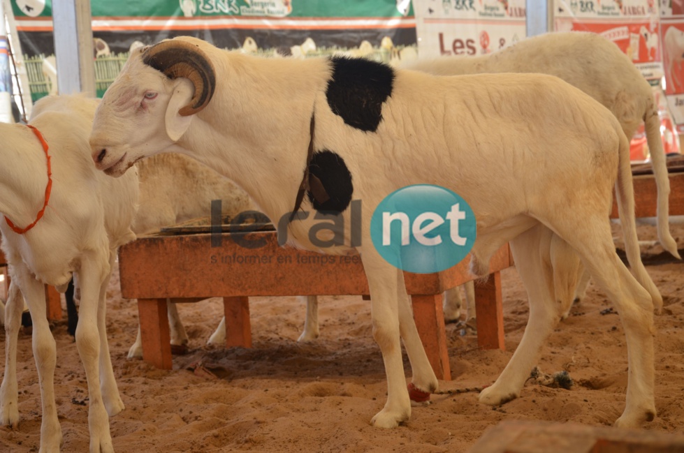 PHOTOS - A la découverte de la bergerie Khadim Rassoul, spécialiste du mouton "Ladoum"