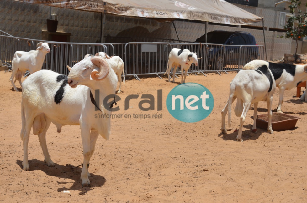 PHOTOS - A la découverte de la bergerie Khadim Rassoul, spécialiste du mouton "Ladoum"