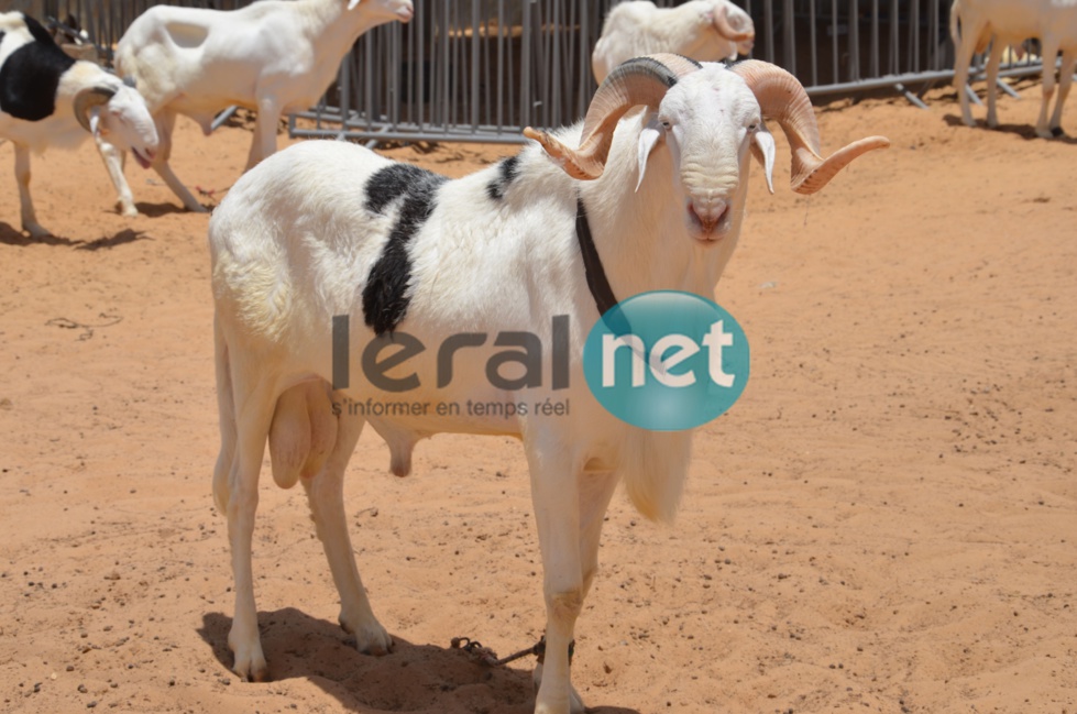 PHOTOS - A la découverte de la bergerie Khadim Rassoul, spécialiste du mouton "Ladoum"