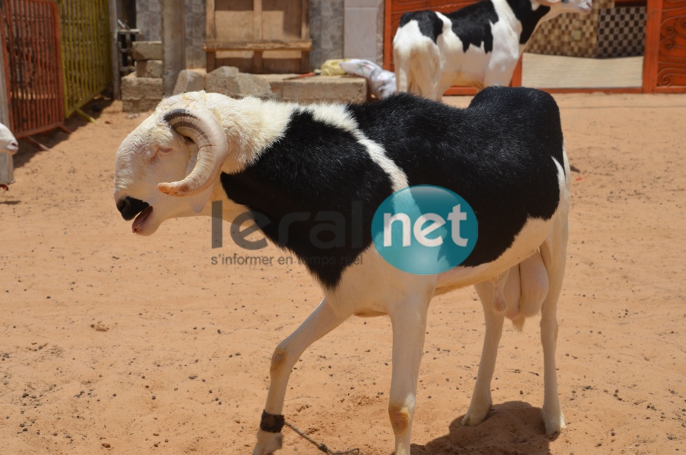 PHOTOS - A la découverte de la bergerie Khadim Rassoul, spécialiste du mouton "Ladoum"