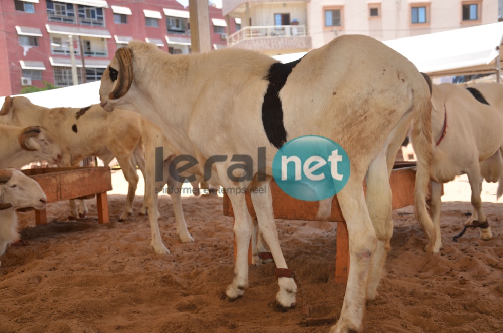 PHOTOS - A la découverte de la bergerie Khadim Rassoul, spécialiste du mouton "Ladoum"