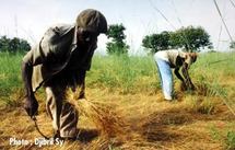 Monde rural : La famine frappe aux portes