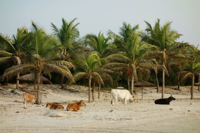 Avancée de la mer: Le village de Diémbéreng, menacé de disparaître