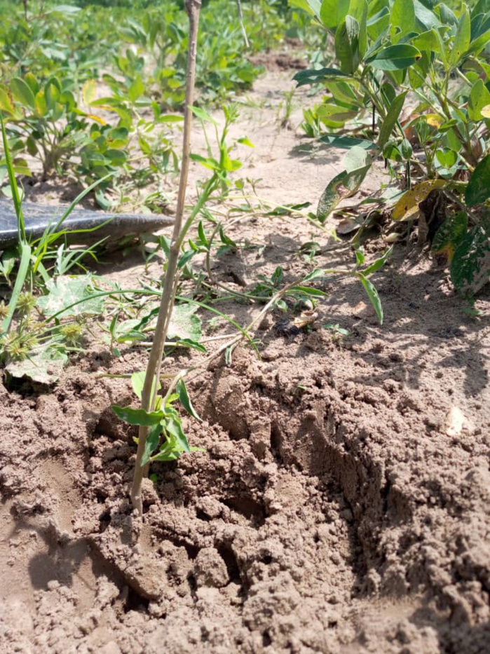 Ndiaffate: 5000 pieds d'arbres reboisés sur le littoral du fleuve Saloum