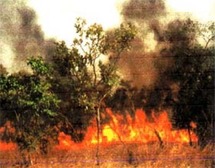 Série d’incendies mystérieux dans des villages de Vélingara