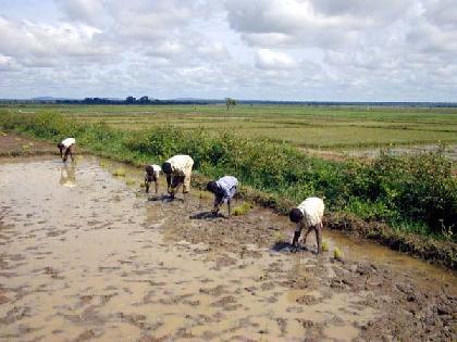 Filière riz : vers la vulgarisation du système des chaînes de valeur