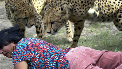 Une femme attaquée par des guépards, son mari prend des photos