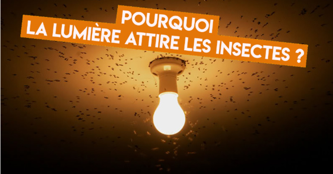 Pourquoi les insectes sont-ils attirés par la lumière ?