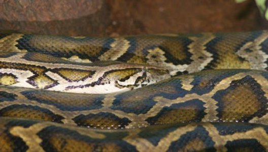 Ils sauvent un python de près de quatre mètres qui avait englouti un chien