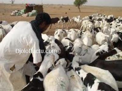 Dahra Djoloff : Il profite des funérailles de son voisin pour lui voler 54 moutons.