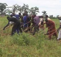 Campagne agricole 2012-2013 : très bonne moisson en perspective et gare au péril acridien