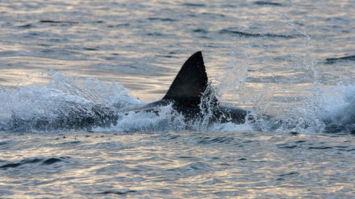 Un homme sauvé par un requin