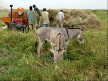 Vallée du fleuve Sénégal: La grosse attente des paysans 