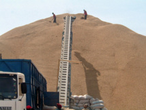 Le CCPA et CNCR rejettent le prix du kilogramme de l’arachide proposé par le gouvernement du Sénégal