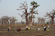 Les organisations paysannes en guerre contre l’agrobusiness