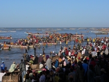 Les pêcheurs de Mbour sont « contre le repos biologique du poulpe »