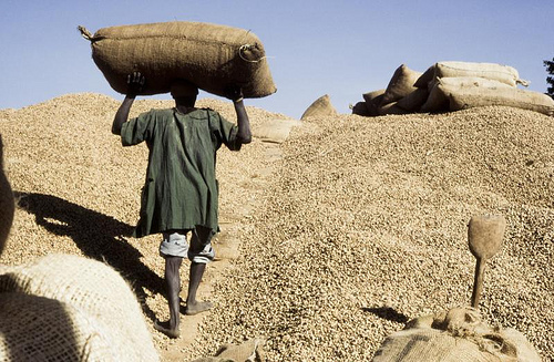 Quand l’arachide sénégalaise retrouve un second souffle