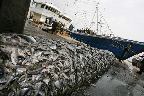 Alerte de Greenpeace: La pêche artisanale verrouillée par la COVID-19, les multinationales de la pêche pillent les océans de l'Afrique de l'Ouest