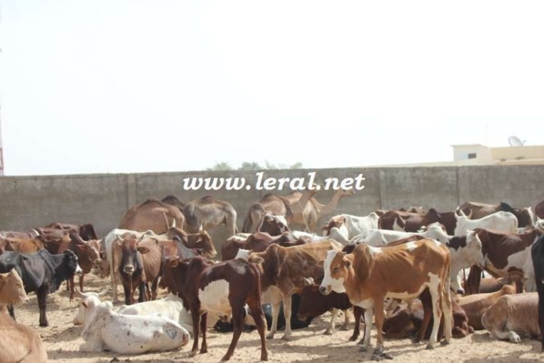 Des images marquantes de la 118e édition du Magal de Touba 