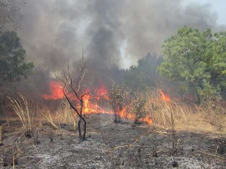 Thiès - Feu de brousse à Mboro: Un périmètre maraîcher consumé