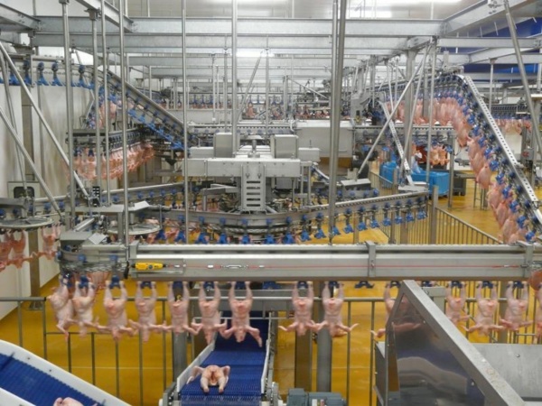 Une usine de production de poulets installée à Fatick