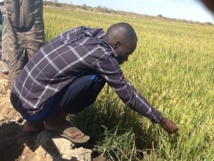 Campagne agricole : les quantités d'engrais et de semences d’arachide augmentées (ministre)