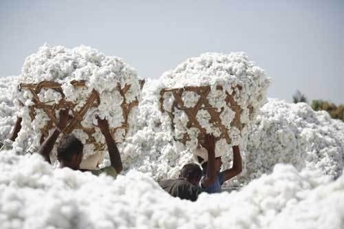 La Sodefitex publie un bénéfice de 5 milliards de F Cfa pour la saison dernière