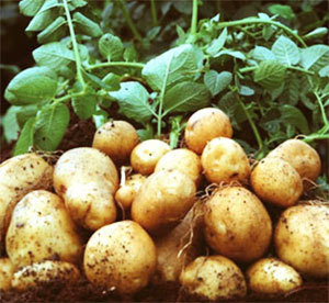 Hausse drastique du prix de la pomme de terre sur le marché