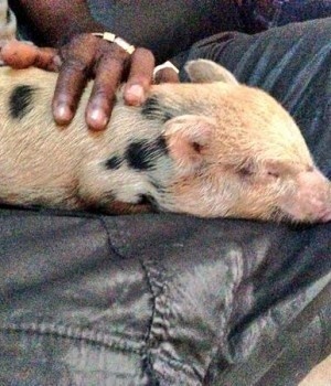 Balotelli adopte un cochon