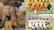 Football/ Côte d’Ivoire-Sénégal : Match classé « à risques » par la Fifa