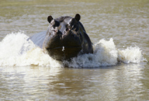 Tambacounda : Un hippopotame tue un "naïm" 