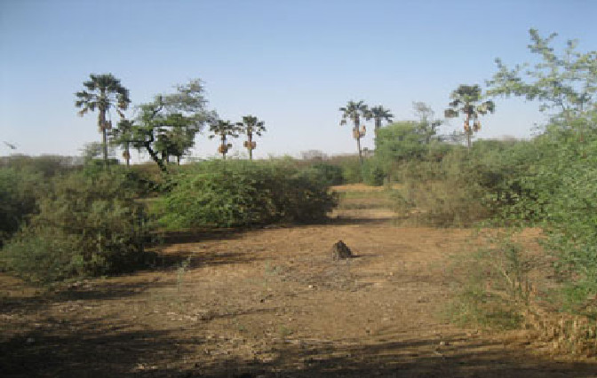 75 ha pour Sn Hlm, Cda et Ess :  Sébikotane déclassée dans sa forêt classée