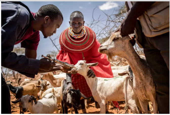 Elevage : La peste des petits ruminants, une maladie qui décime le cheptel