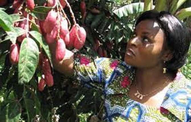 Un ménage, un arbre fruitier : Le challenge ambitieux du projet Tiers Sud Beydare