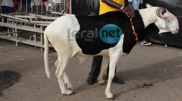 Photos : 9ème édition du Salon international de l'élevage "SALADAM" au CICES 