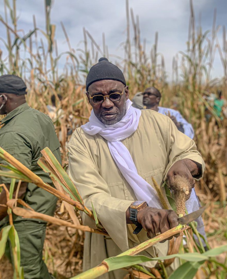 Récolte des champs de mil de Serigne Saliou à Lagane: Samuel Sarr marque sa présence (Photos)