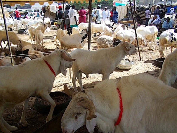 Tabaski 2014: Le Sénégal a besoin de 700.000 moutons 