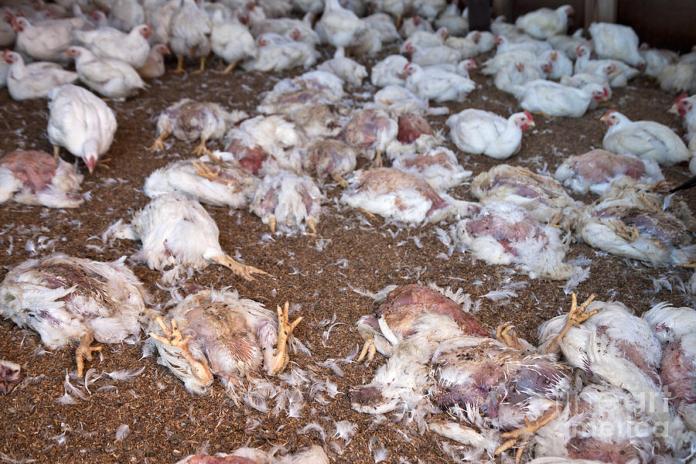 Polémique sur la grippe aviaire : Le secteur avicole expose un bilan de vente de 11 millions de poulets