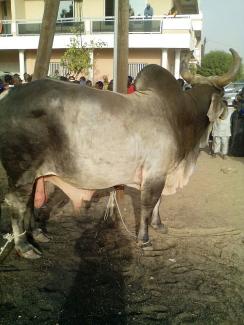 Voici le "Barkellou"  de Serigne Sidi Mokhtar Mbacké à Me Madické Niang 