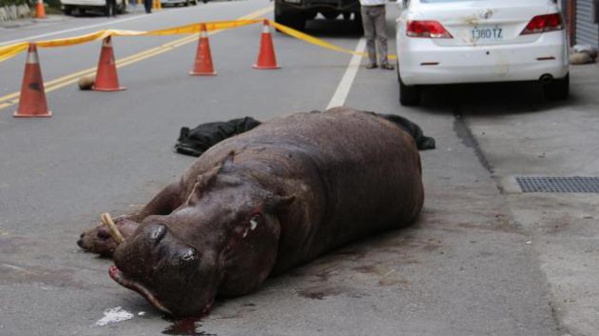 Taïwan : un hippopotame pleure après être tombé d'un camion