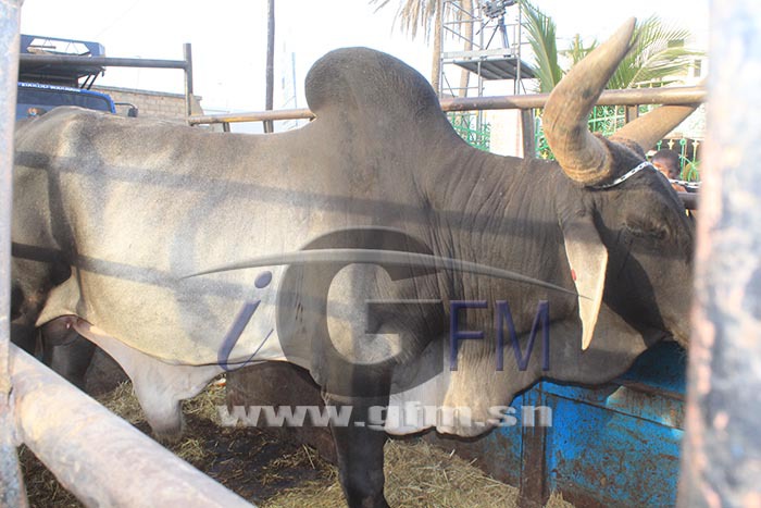 Gamou 2015- Cheikh Amar offre des boeufs à Serigne Abdoul Aziz Sy Al Amine