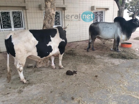 Photos - Maouloud 2015: Après Touba, Cheikh Béthio inonde Dakar de bœufs