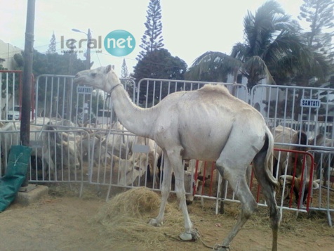 Photos - Maouloud 2015: Après Touba, Cheikh Béthio inonde Dakar de bœufs