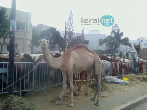 Photos - Maouloud 2015: Après Touba, Cheikh Béthio inonde Dakar de bœufs