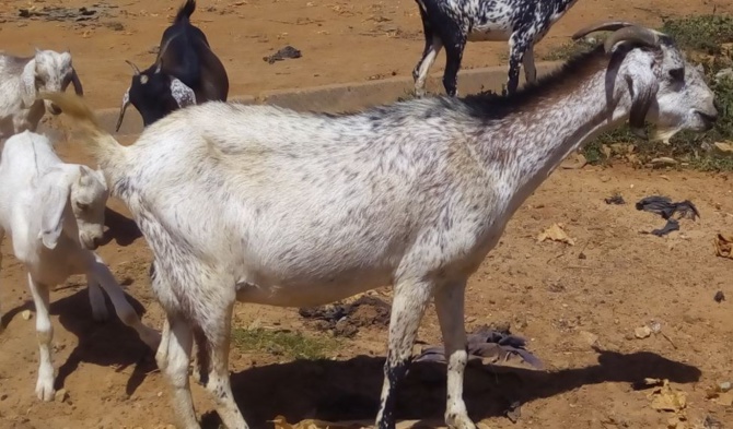 Alerte à Keur Marème Mbengue: Les chèvres vulnérables prises pour cible par les malfaiteurs